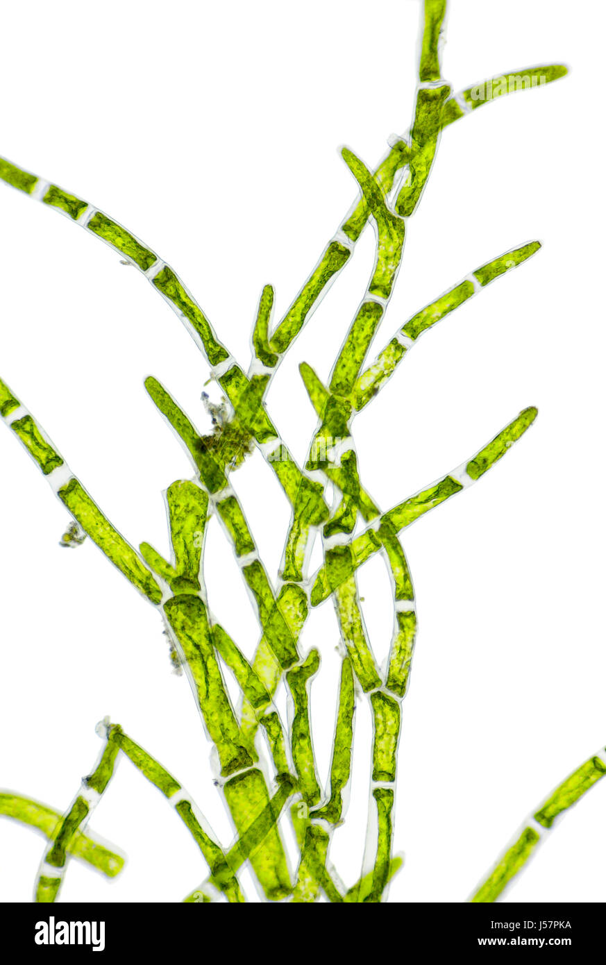 Microscopic view of green algae (Cladophora) branch. Brightfield illumination. Stock Photo