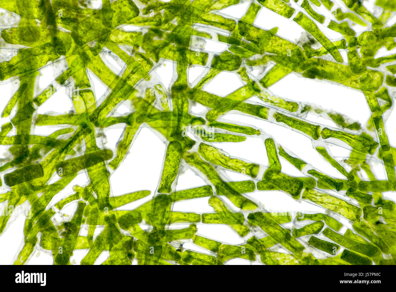 Microscopic view of green algae (Cladophora) cells. Brightfield illumination. Stock Photo