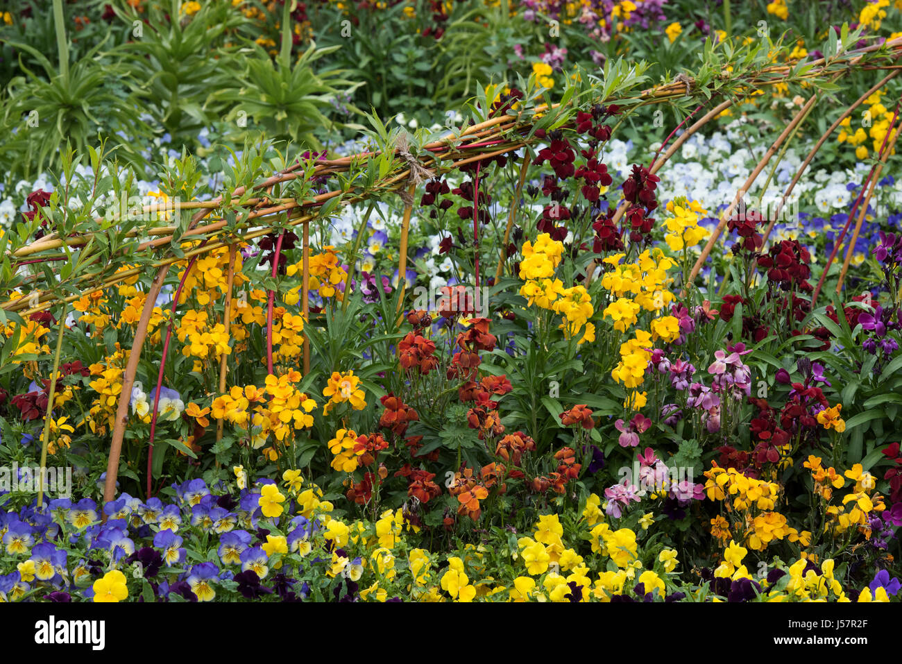 Erysimum. Colourful wallflowers in a spring border. UK Stock Photo
