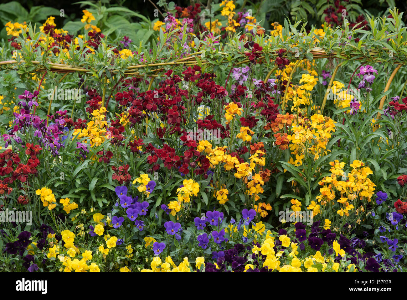 Erysimum. Colourful wallflowers in a spring border. UK Stock Photo Alamy