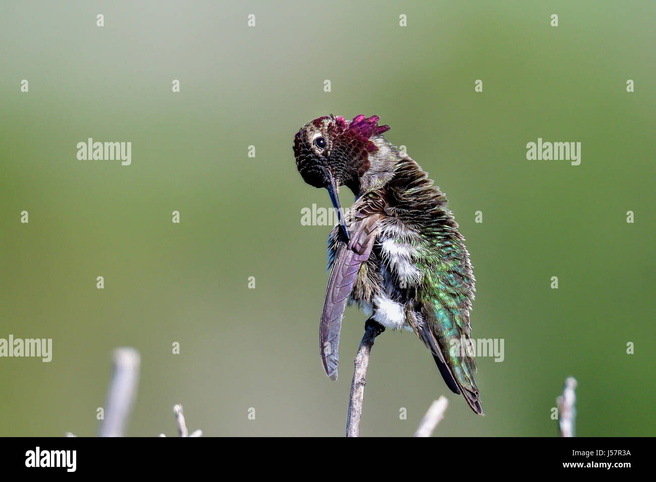 Anna's hummingbird Stock Photo