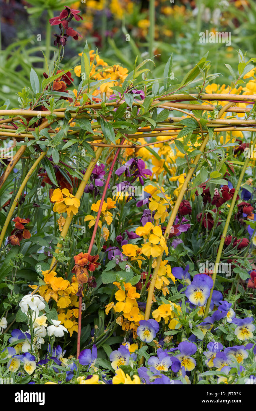 Erysimum. Colourful wallflowers in a spring border. UK Stock Photo Alamy