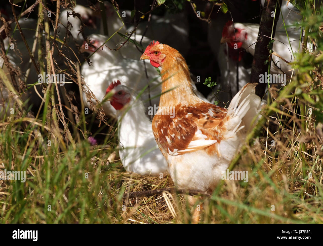 Free range chickens on an organic farm in Wiltshire Stock Photo