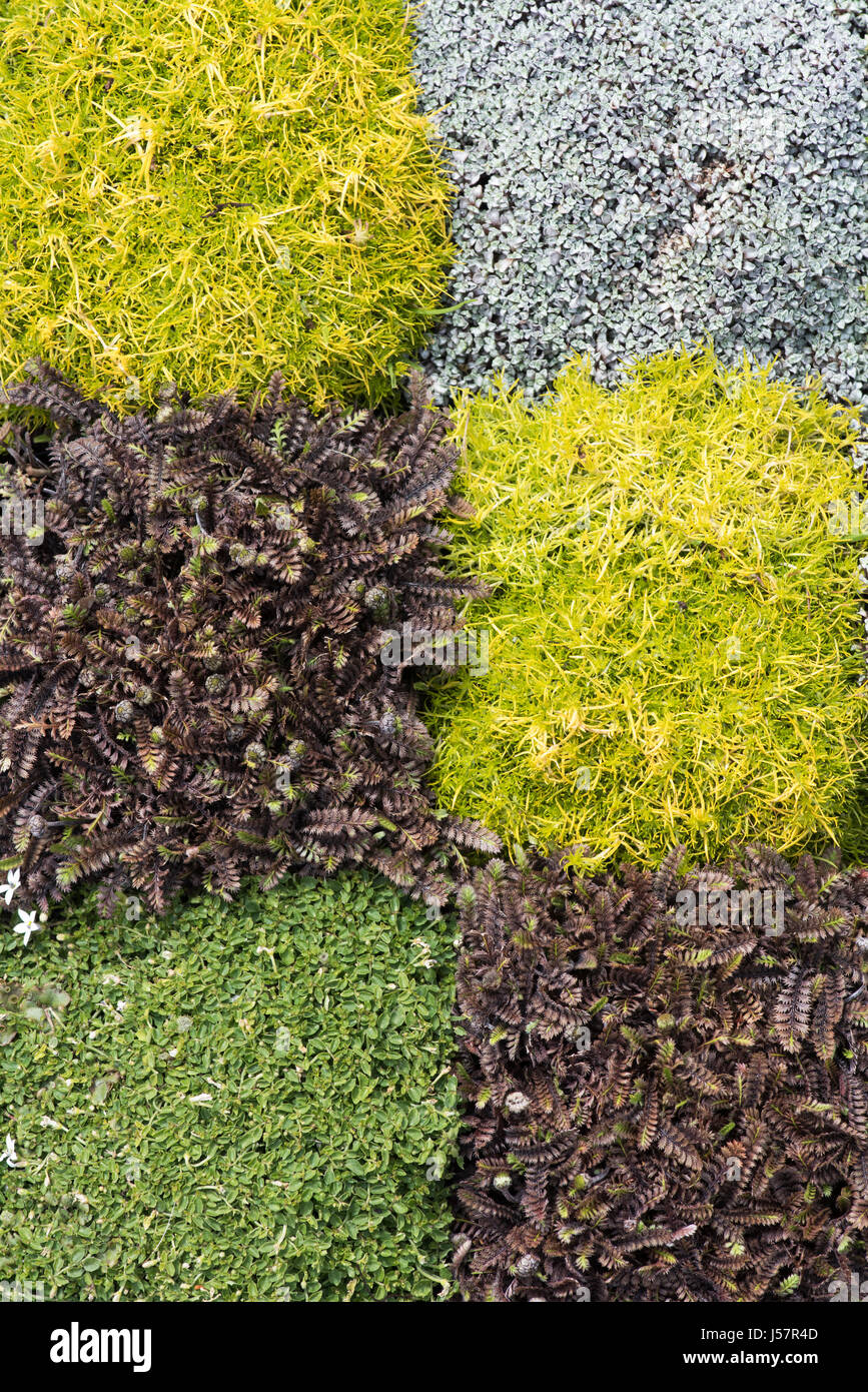 Low growing matt forming plant squares in a pattern. Raoulia australis, Leptinella squalida Platts Black and Pratia pedunculata Alba Stock Photo