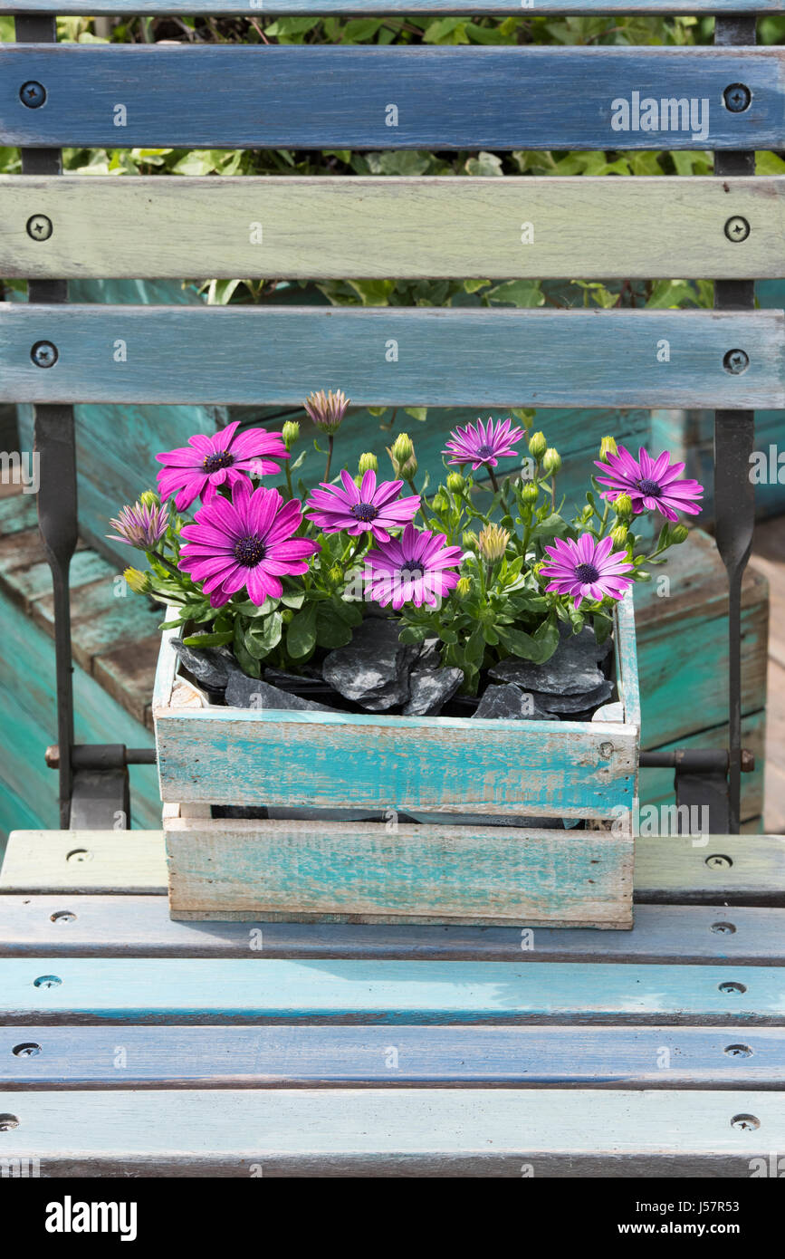 Osteospermum 'Tresco Purple'. African Daisy flowers in a blue wooden crate at a flower show. UK Stock Photo