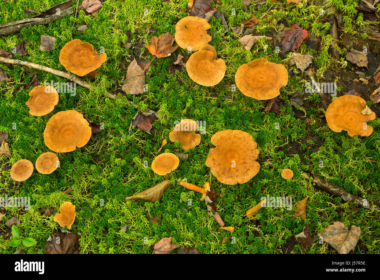 (Lactarius volemus) Weeping Milk Cap growing in a mossy forest of Michigan's upper peninsula in the fall. USA Stock Photo