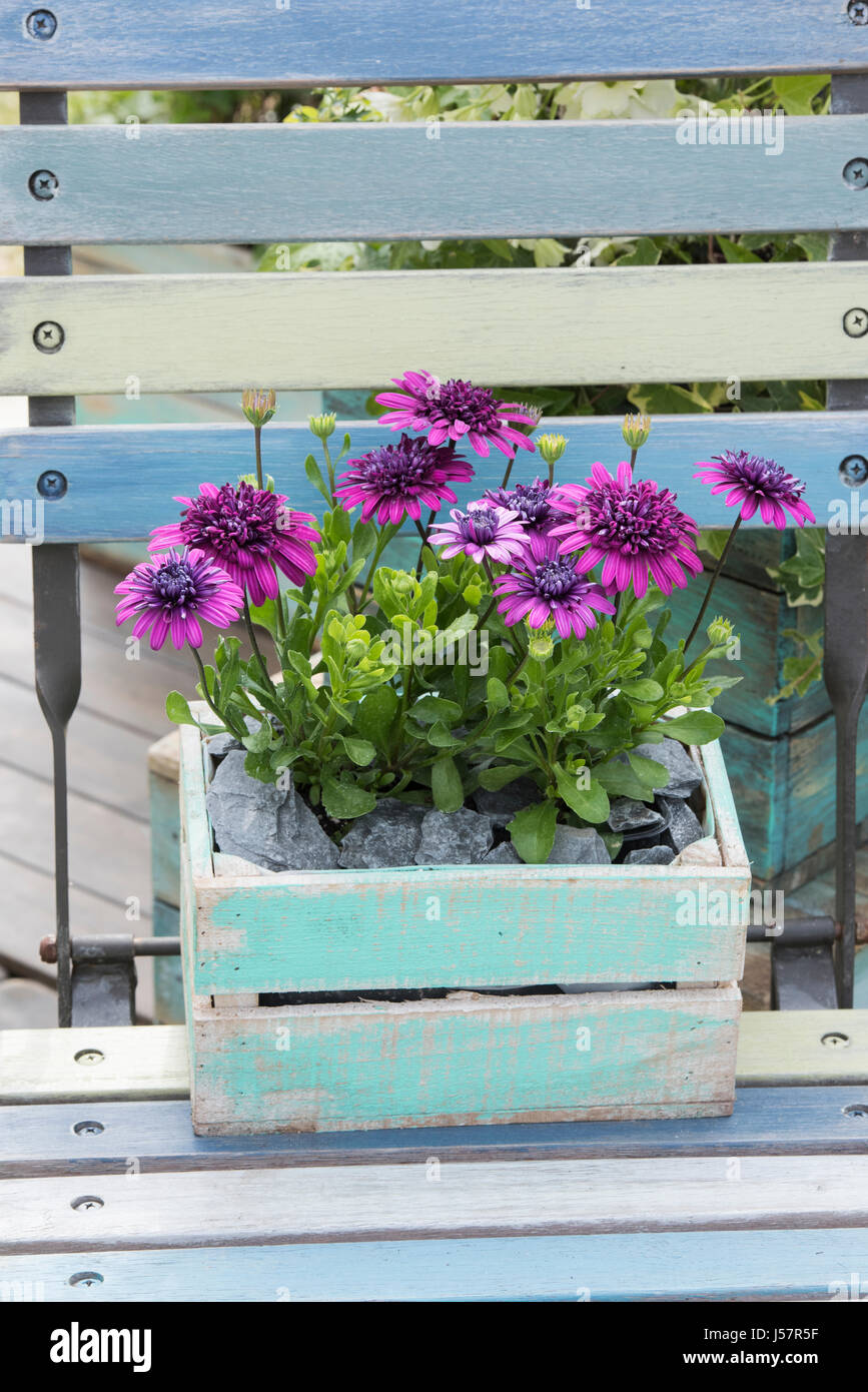Osteospermum 3D purple. African Daisy flowers in a blue wooden crate at a flower show. UK Stock Photo