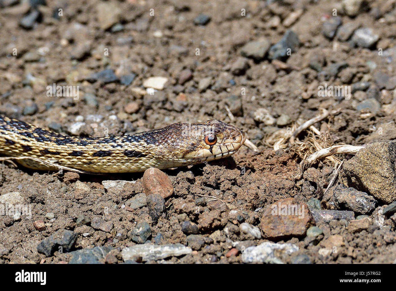 San Diego Gopher Snake Stock Photo