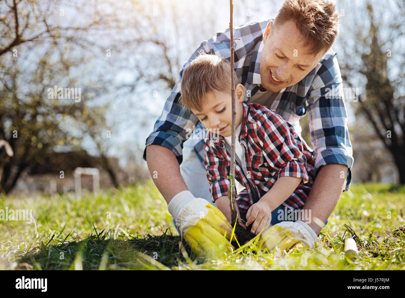 Male Family Members Planting Fruit Tree Stock Photo Alamy