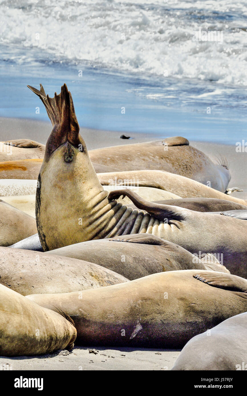 Seal tail hires stock photography and images Alamy