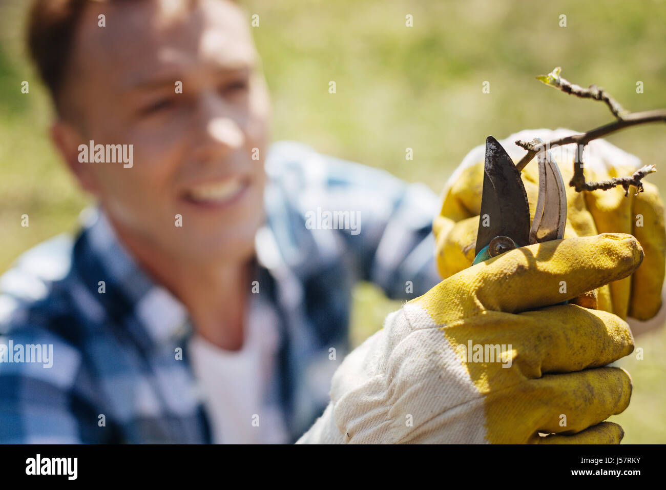 Male gardener looking after trees in backyard Stock Photo Alamy