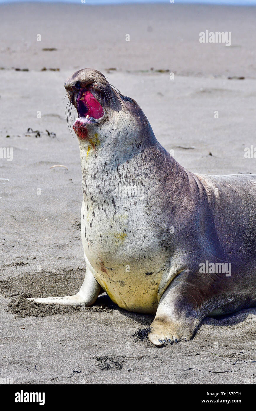 Northern Elephant Seal Stock Photo