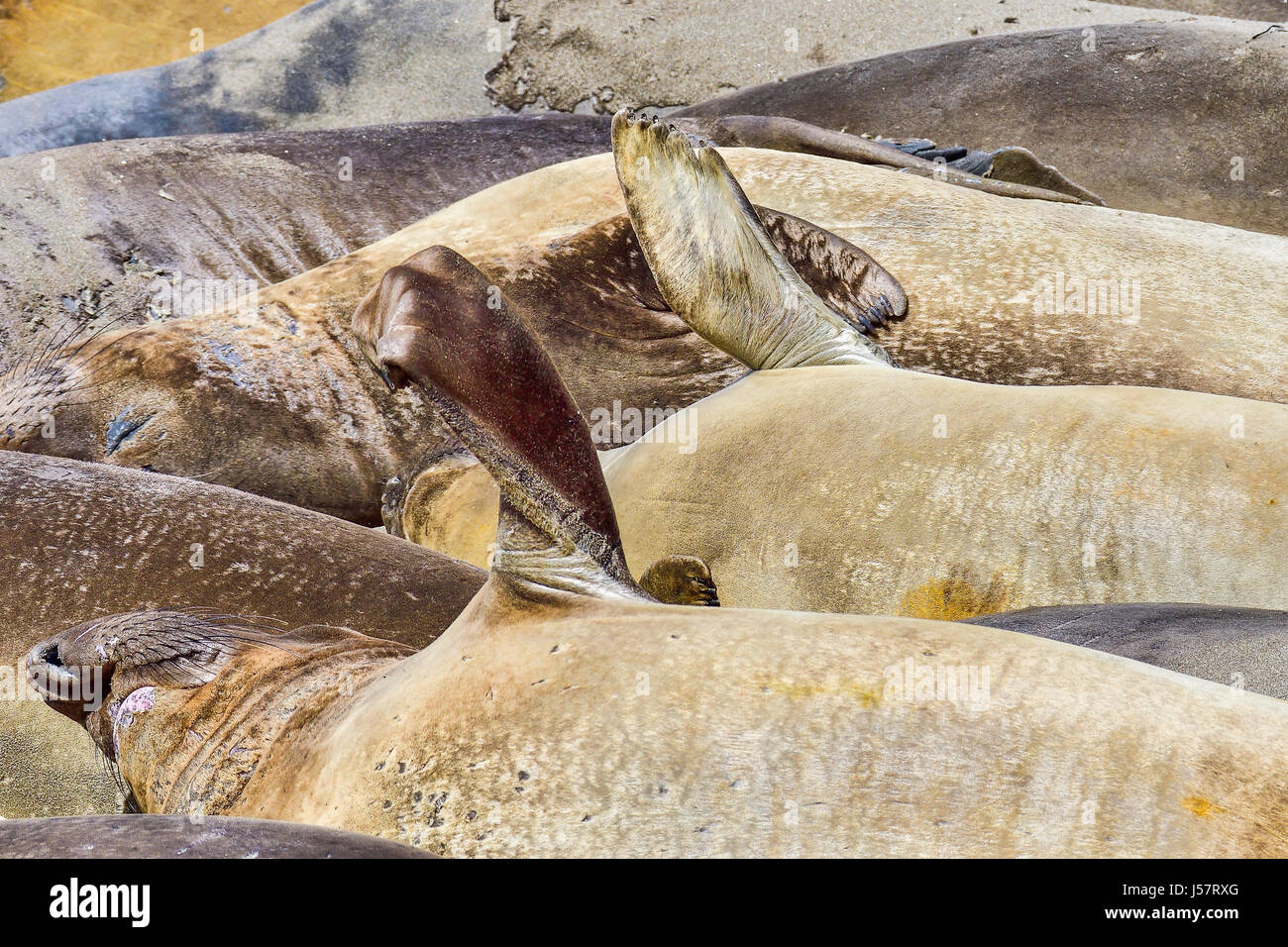 Northern Elephant Seal Stock Photo Alamy
