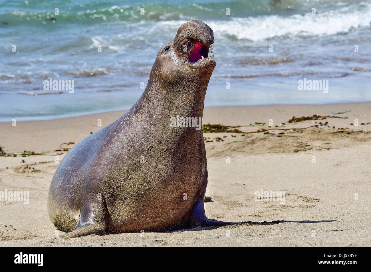 Northern Elephant Seal Stock Photo