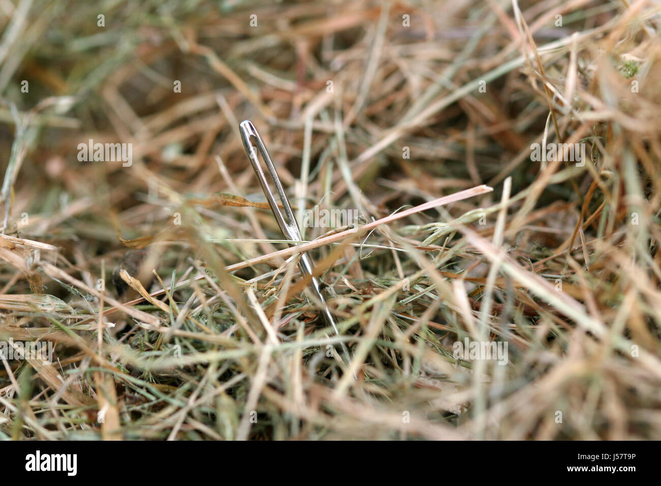 needle in a haystack Stock Photo