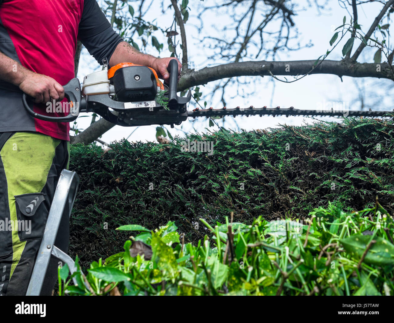 Man on step ladder trimming garden hedge with hedge trimmer Stock Photo