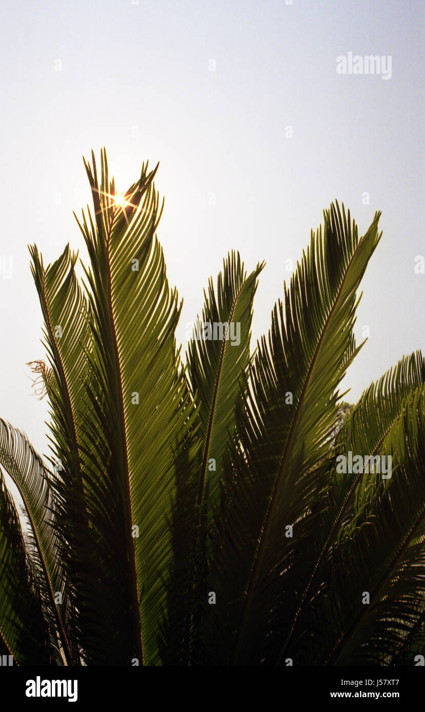 under palm trees Stock Photo Alamy