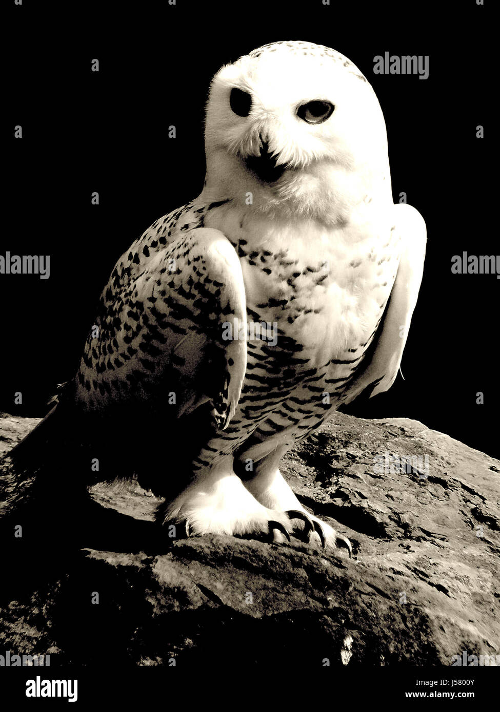 bird portrait bw birds owls codger codgers schneeeule schneeule portrit weiss Stock Photo