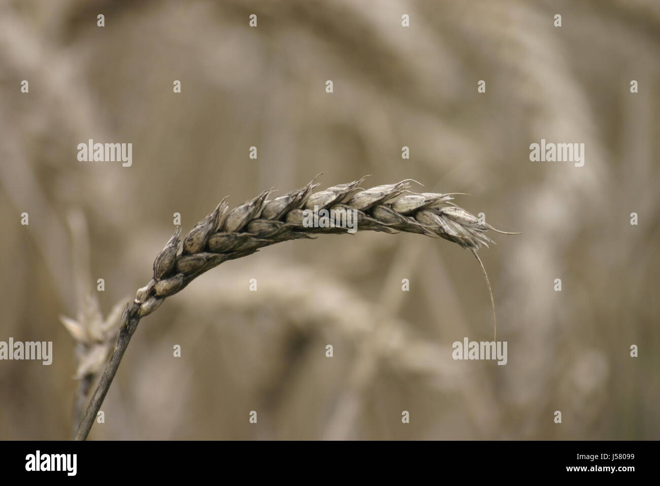 wheat corn crop rainy bad harvest grain cereal weizenernte weizenernte