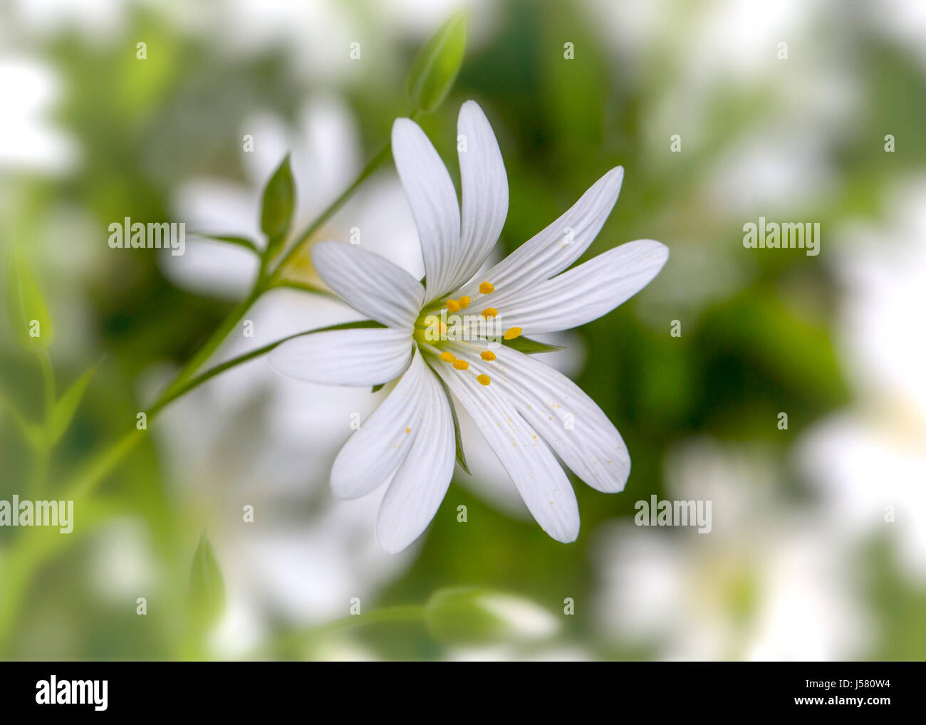 Close up stitchwort flowers hi-res stock photography and images - Alamy