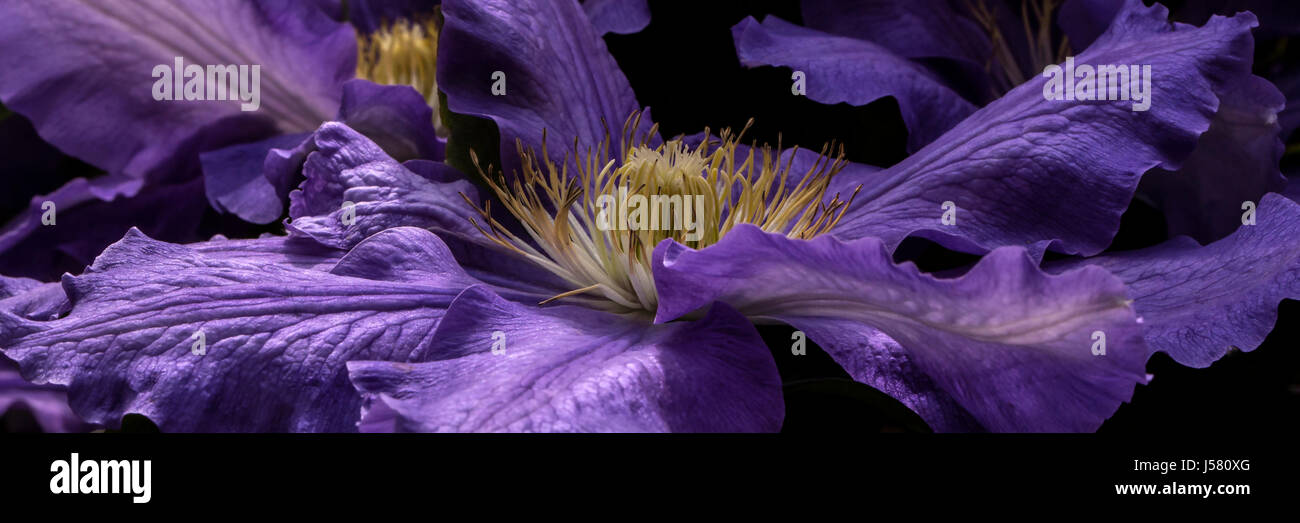 'The President' Clematis Stock Photo