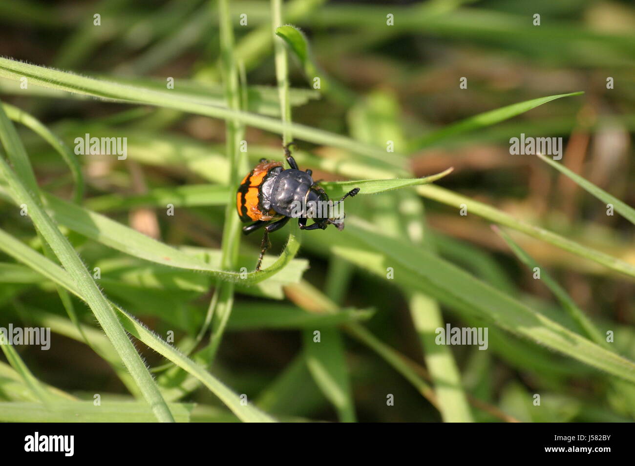 insect beetle gravedigger gemeiner totengrber aaskfer necrophorus vespillo Stock Photo