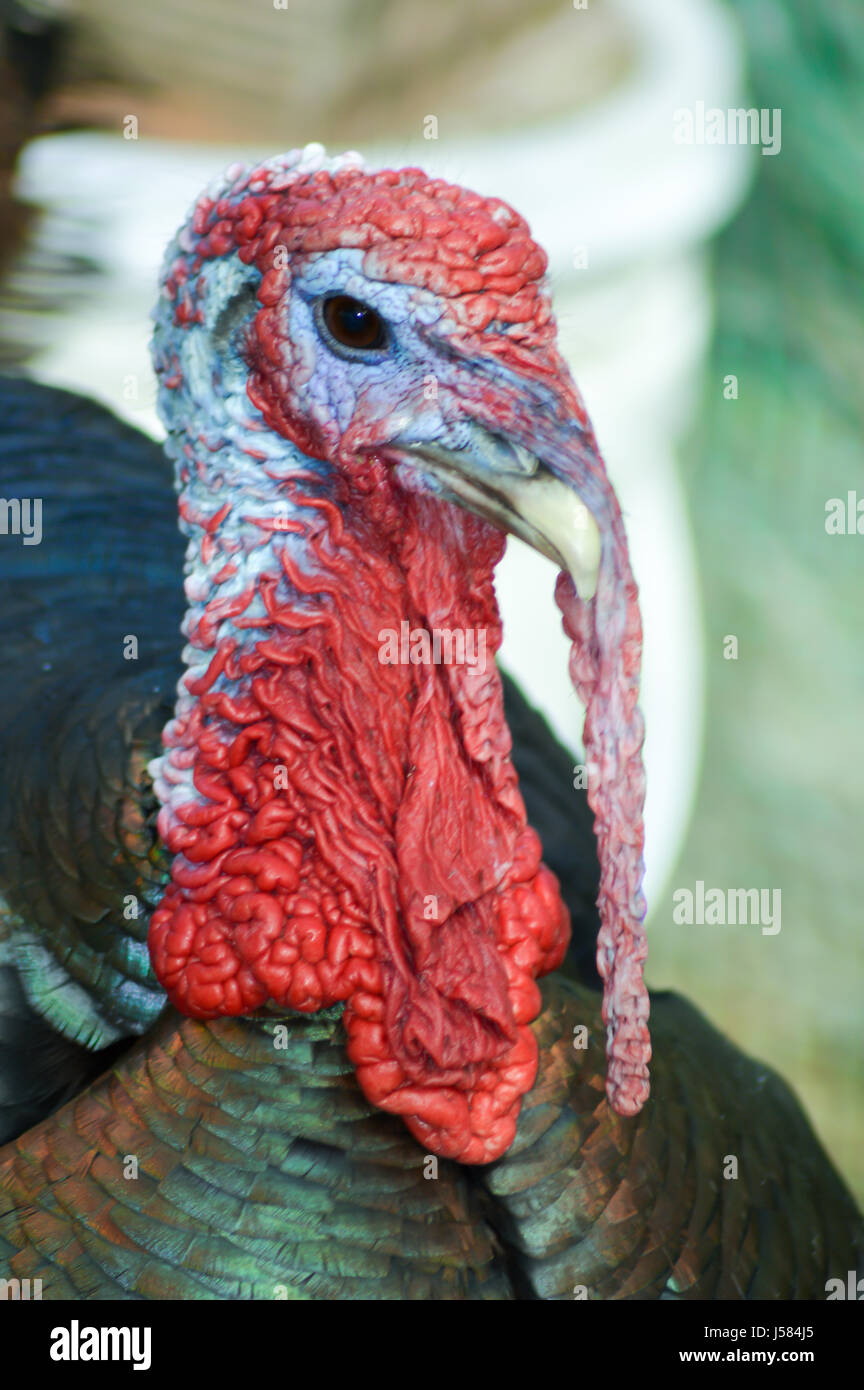 Chicken coop city hires stock photography and images Alamy