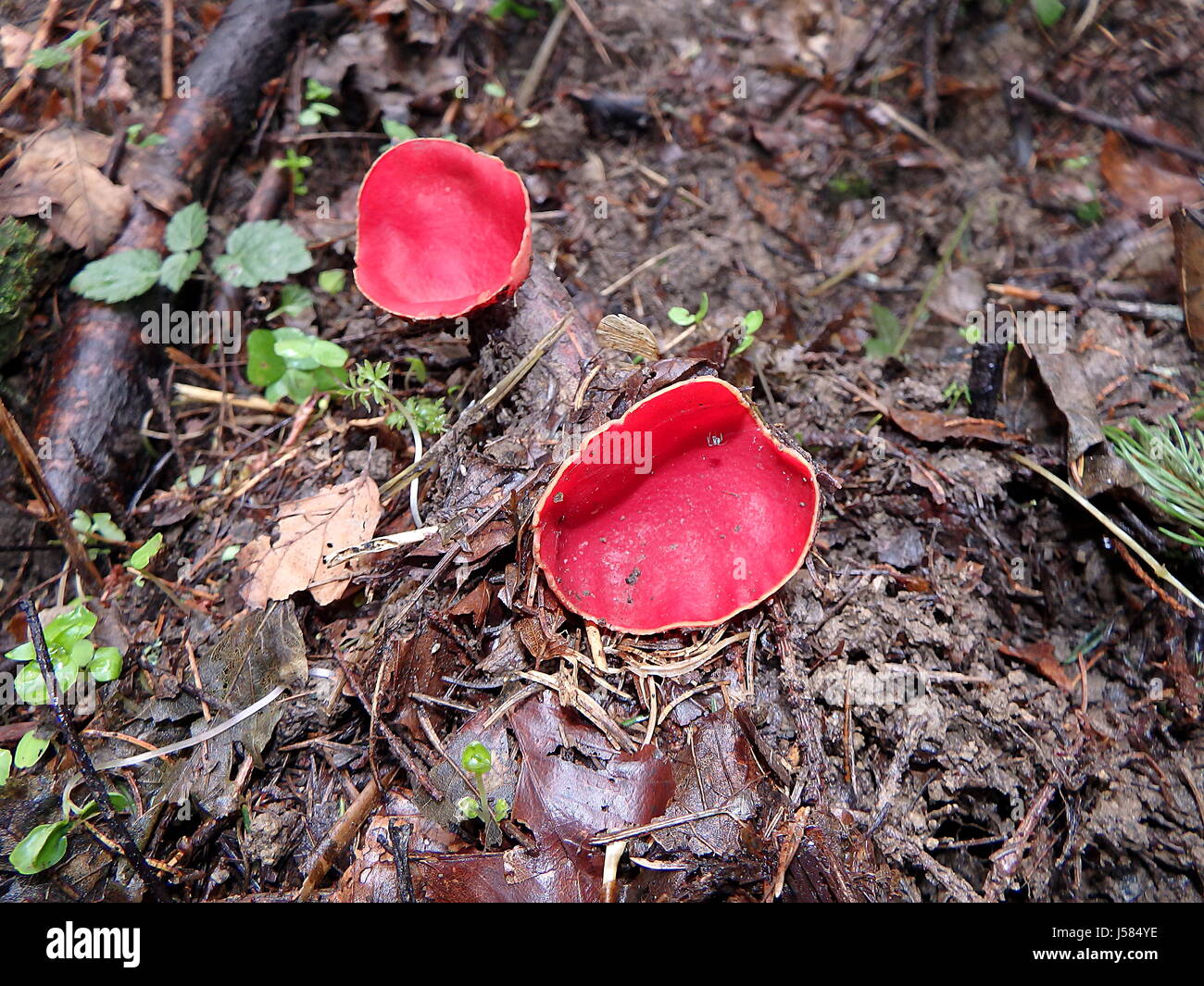 Scarlet Elf Cup Fungus,(Sarcoscypha coccinea) Stock Photo