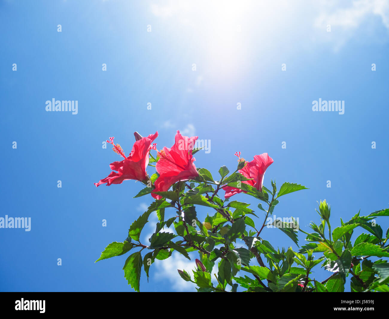 Beautiful hibiscus photography hi-res stock photography and images - Alamy