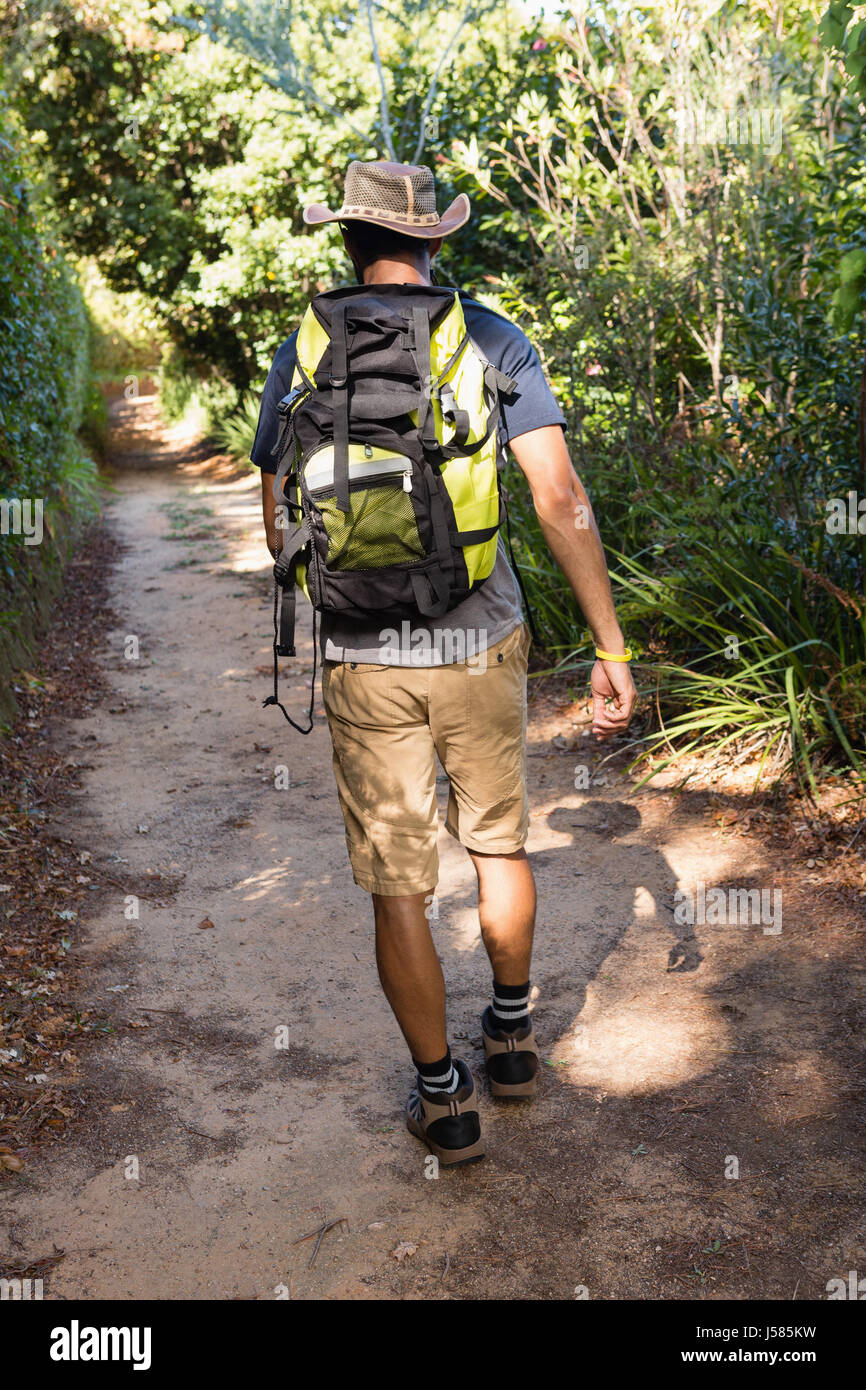 Rear view of man with backpack walking in the forest on a sunny day ...