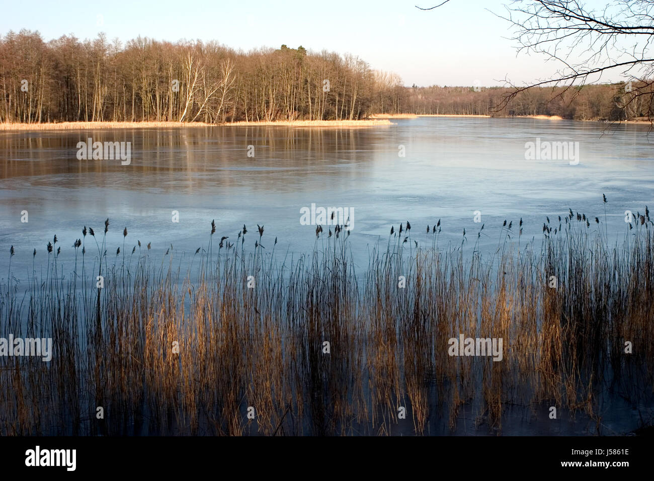 reed mirroring fresh water pond water lake inland water bank forest shore reet Stock Photo