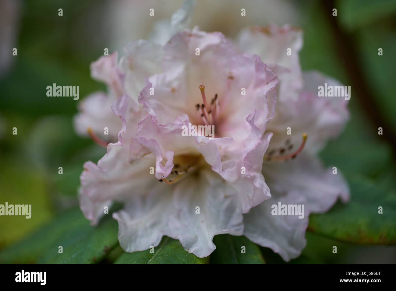 White pinkish Rhododendron Adriaan Koster blossom flowers close up Stock Photo
