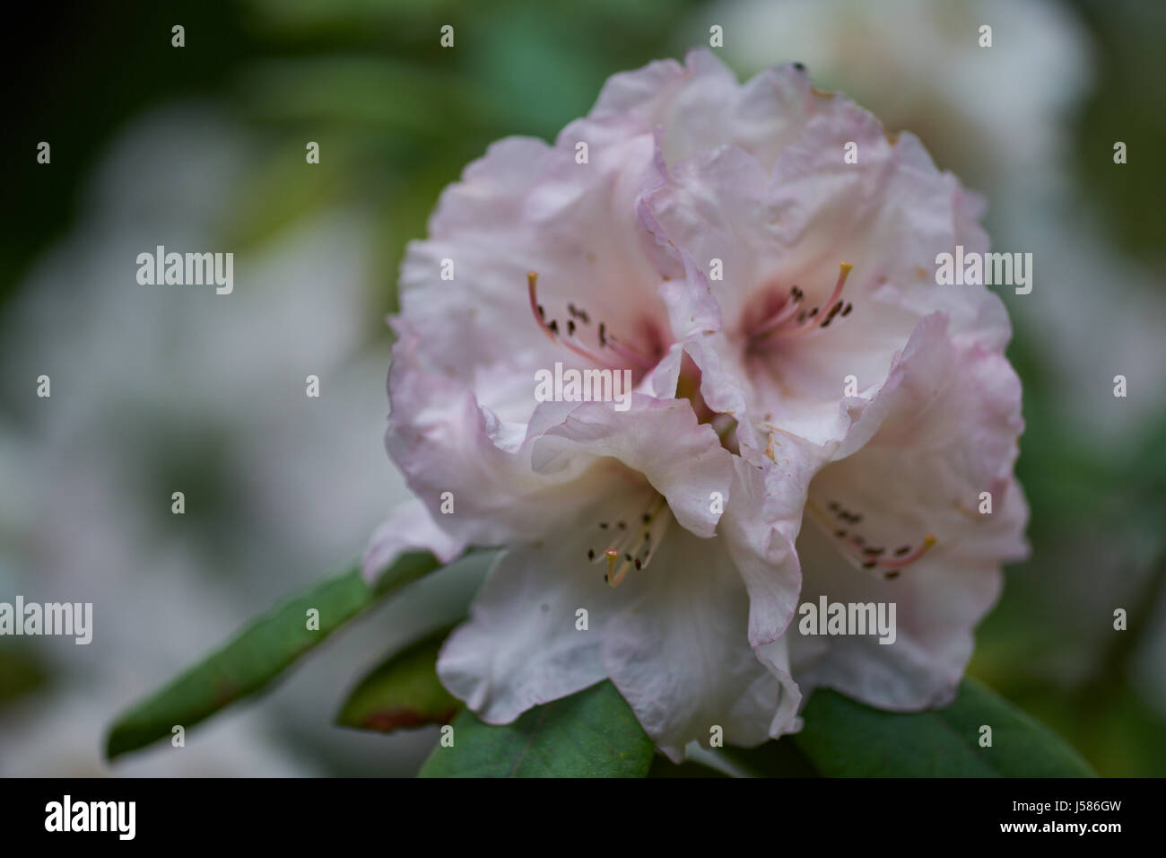White pinkish Rhododendron Adriaan Koster blossom flowers close up Stock Photo
