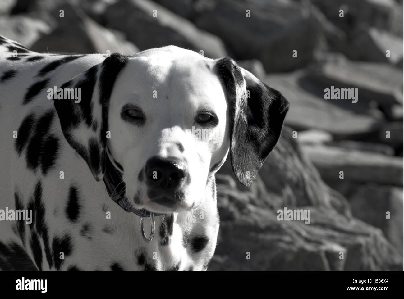 emotions animals pets beach seaside the beach seashore dog dogs ...