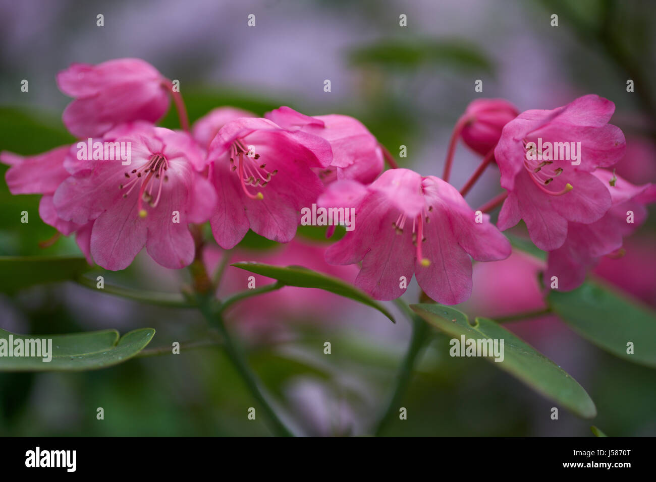 Pink Rhododendron orbiculare flowers close up Stock Photo