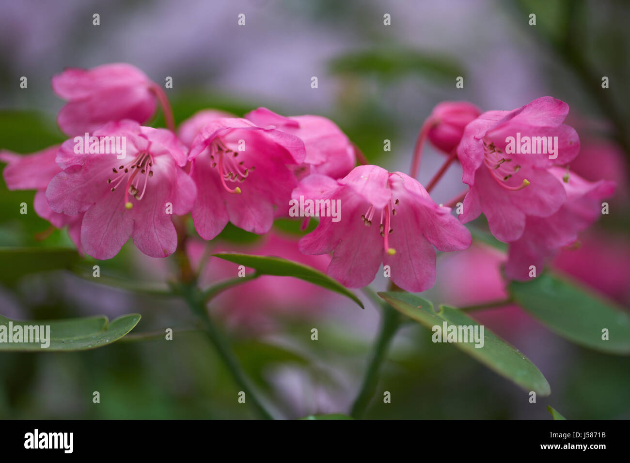 Pink Rhododendron orbiculare flowers close up Stock Photo