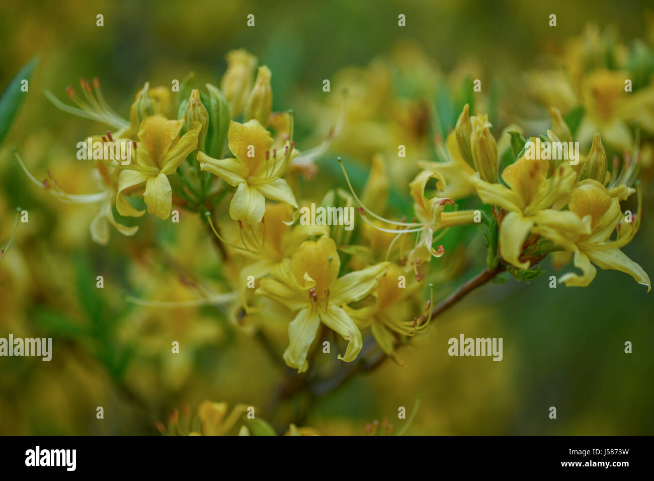 Yellow fragrant azalea blossom close up yellow azalea honeysuckle