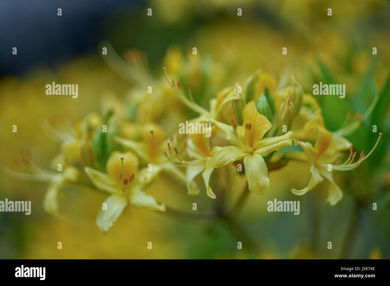 Yellow fragrant azalea blossom close up yellow azalea honeysuckle