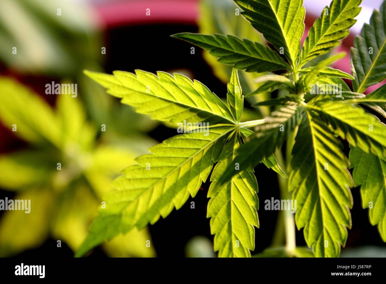 Cannapower hires stock photography and images Alamy