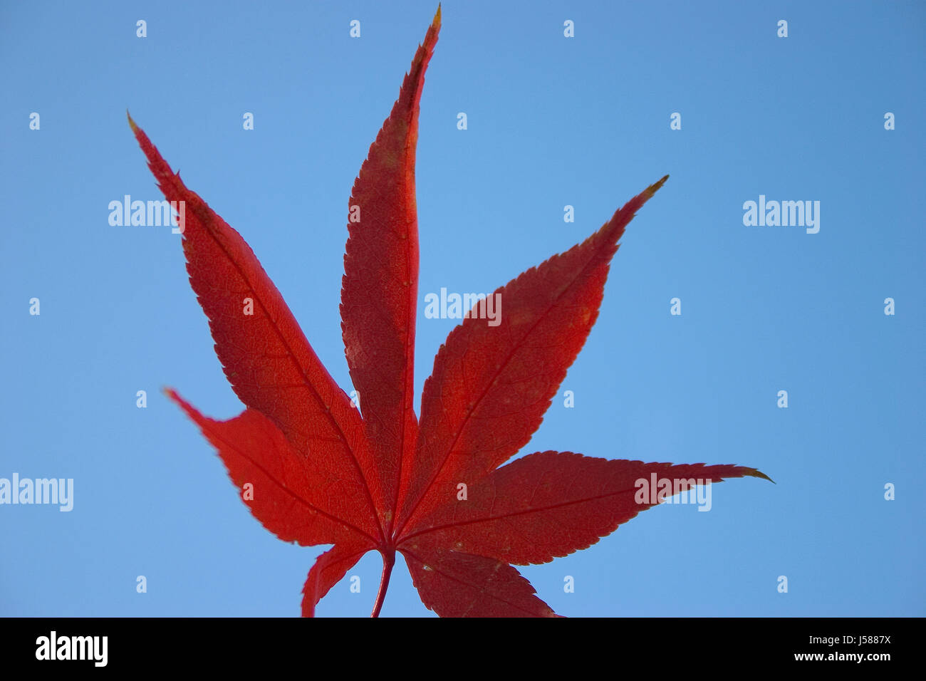 Acer palmatum maple sheet leaf hi-res stock photography and images - Alamy