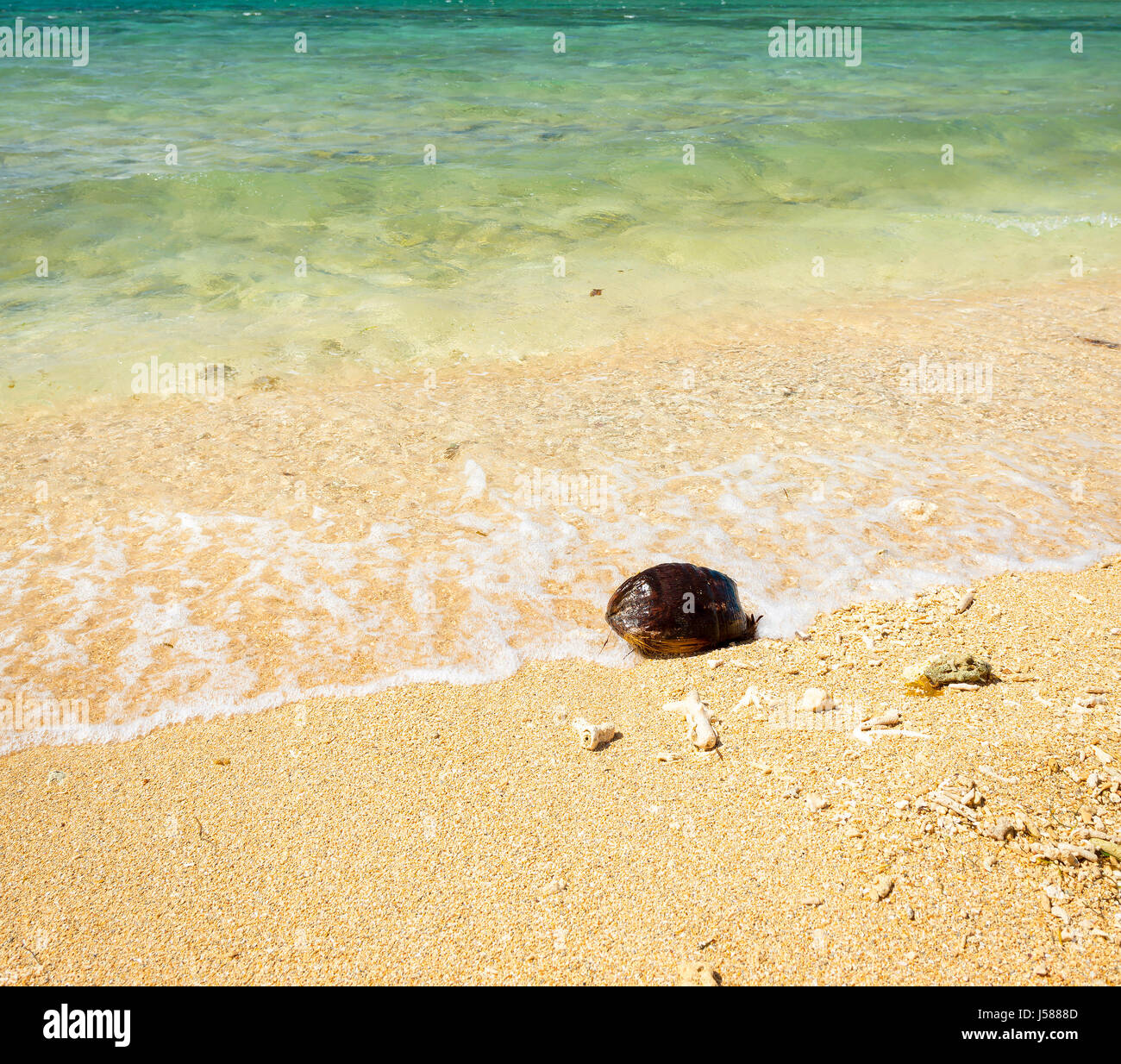 Hot summer beach scene in tropical Noumea with coconut shell on sand Stock Photo