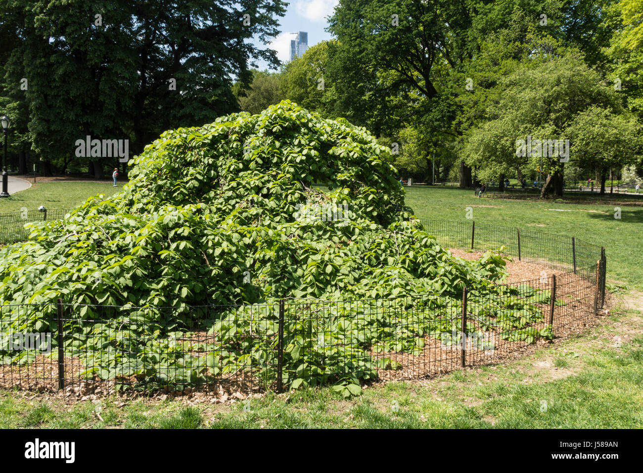 Camperdown Elm Tree, Central Park, New York City, USA Stock Photo Alamy