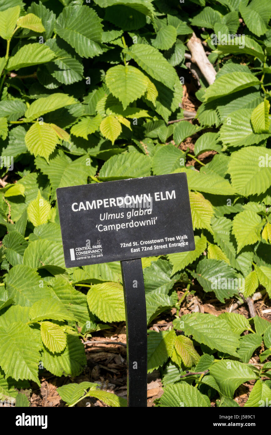 Camperdown Elm Tree, Central Park, New York City, USA Stock Photo Alamy