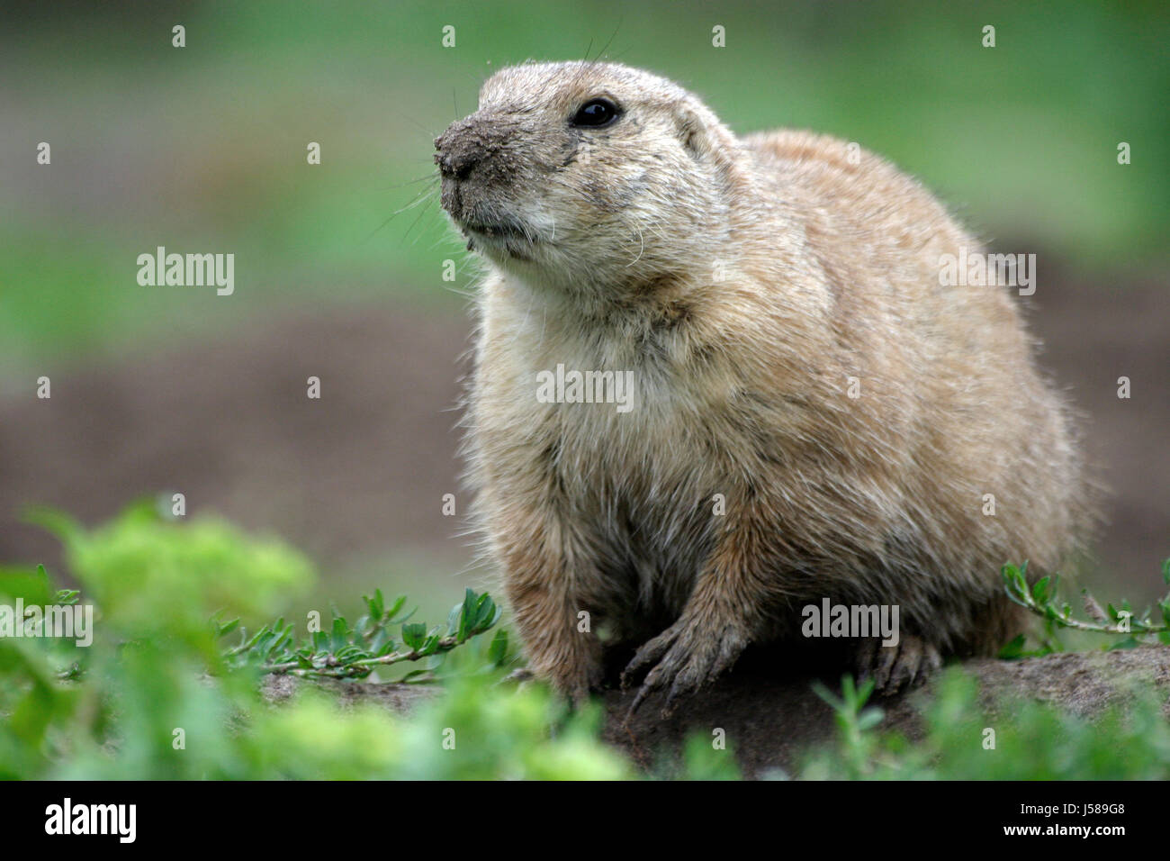 green brown brownish brunette gnawers prriehund schwarzschwanzprriehund cynomis Stock Photo