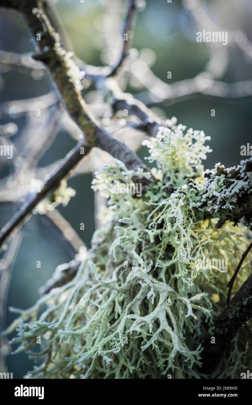 Oakmoss lichen at Abernethy Forest in Scotland. Stock Photo