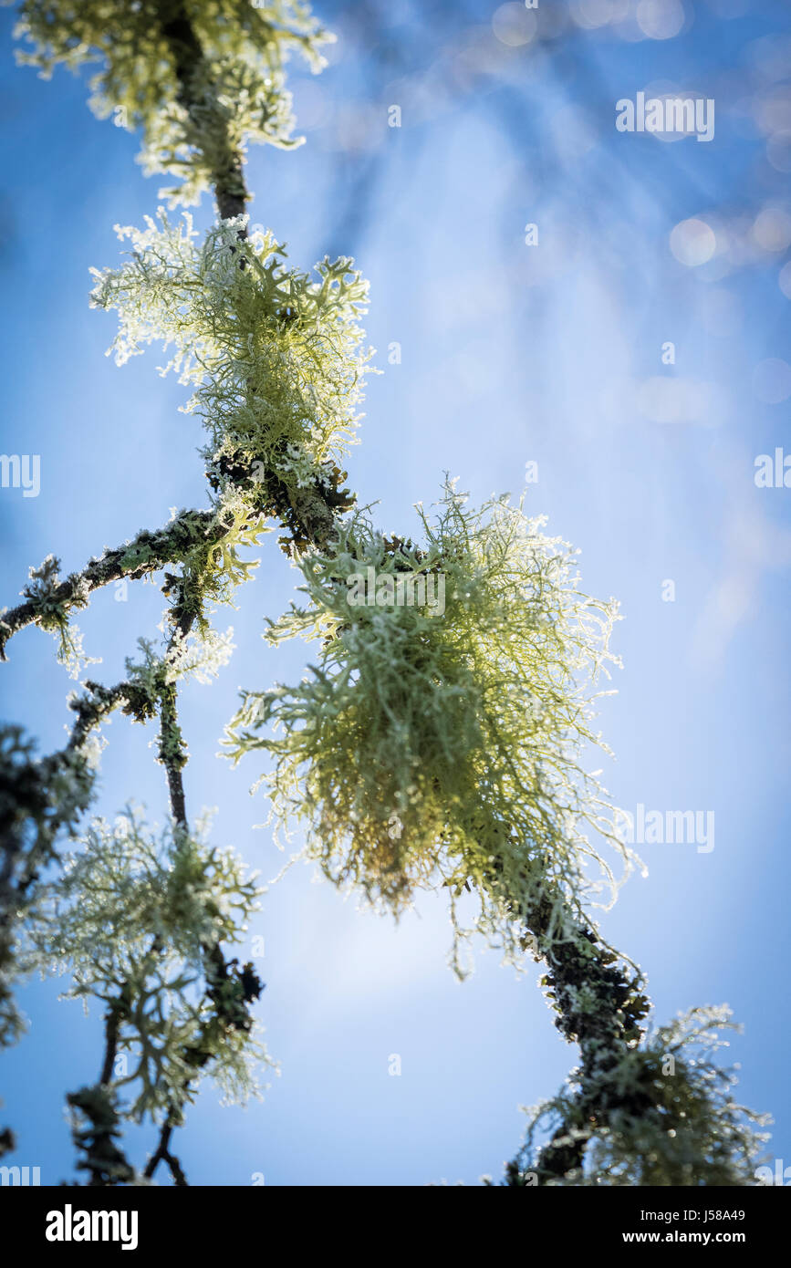 Oakmoss lichen at Abernethy Forest in Scotland. Stock Photo