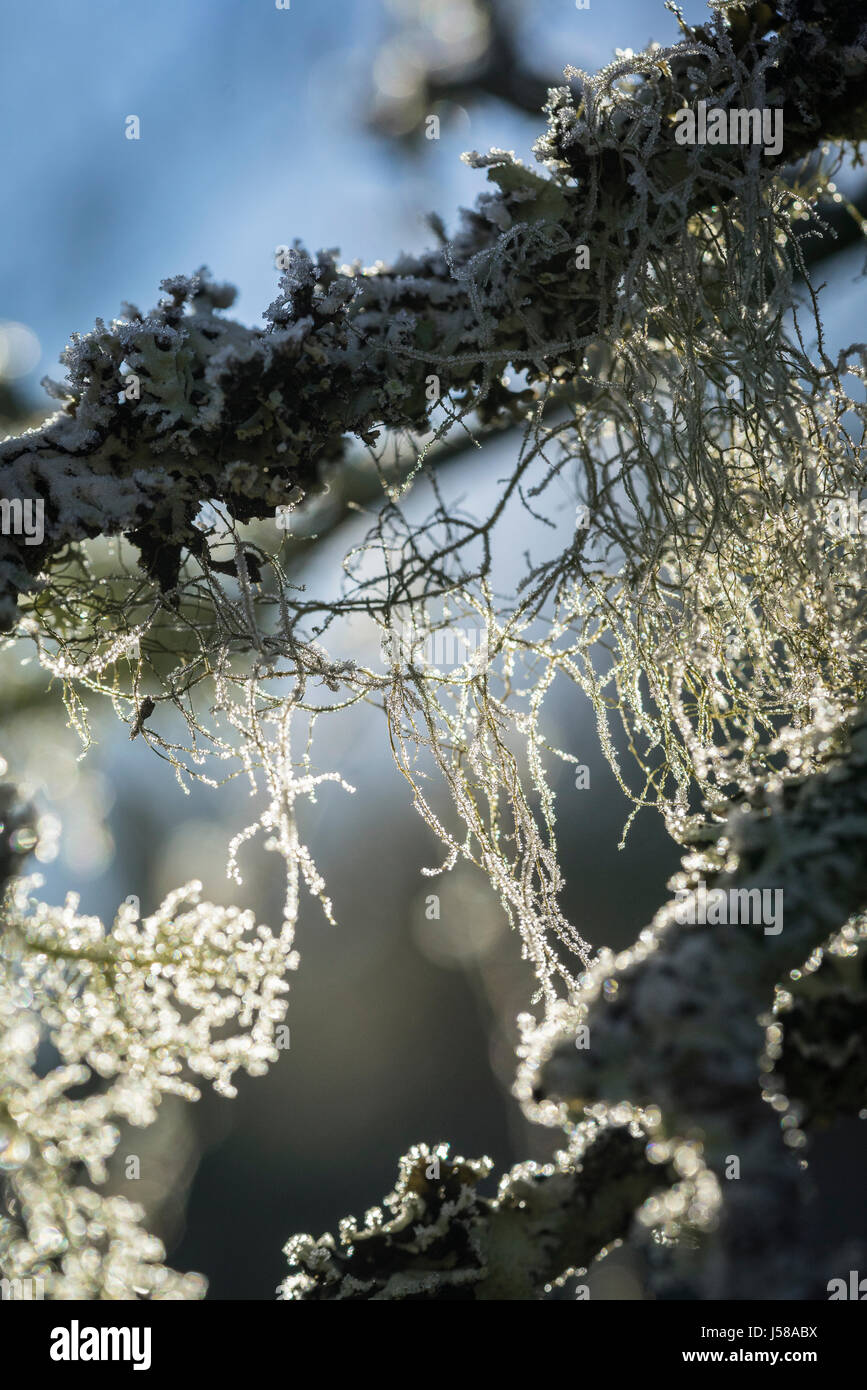 Old Mans Beard lichen at Abernethy in Scotland. Stock Photo