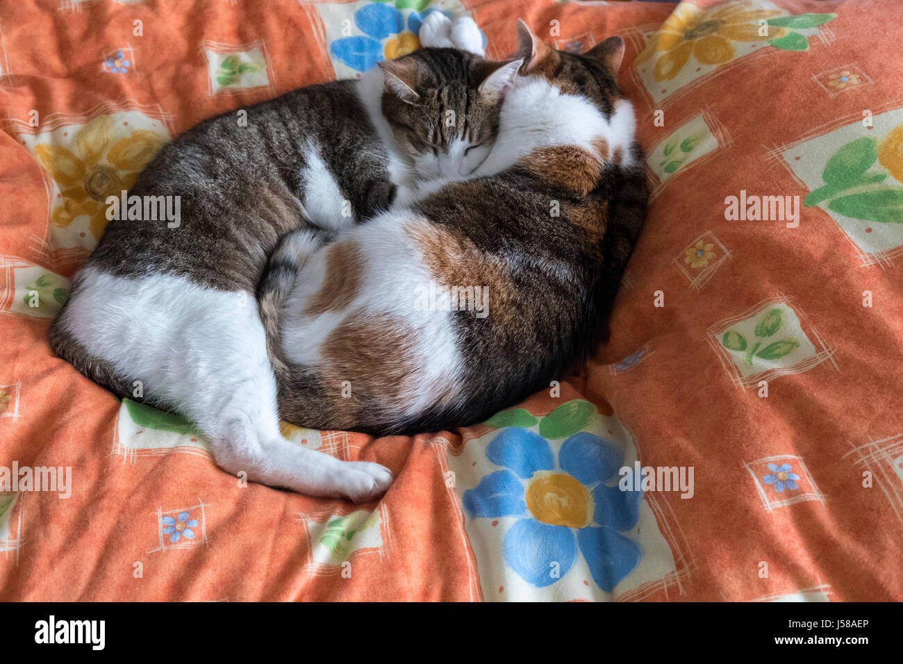 Two domestic tabby cats cuddling and  sleeping on a bed. Stock Photo