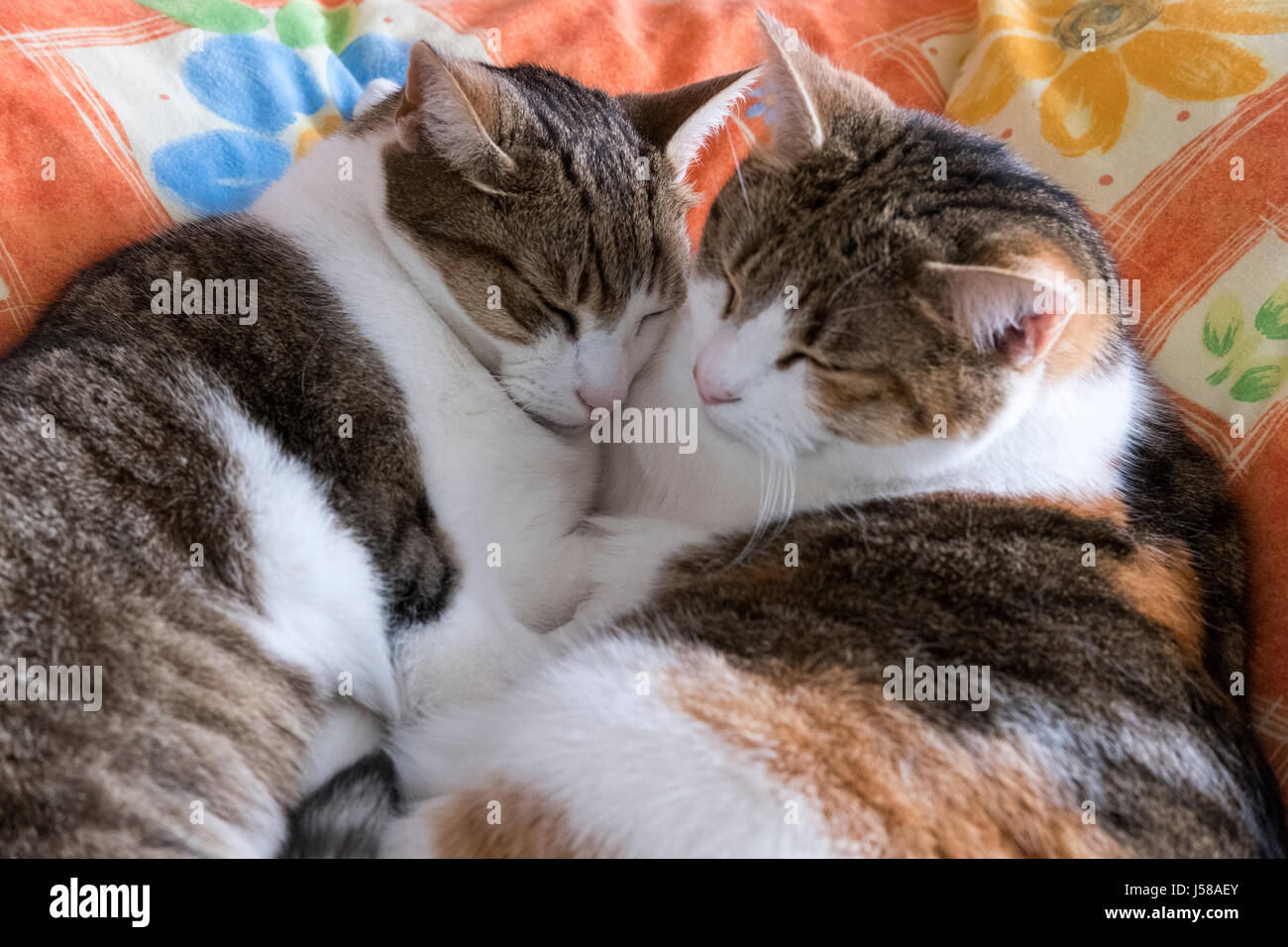 Two domestic tabby cats cuddling and  sleeping on a bed. Stock Photo