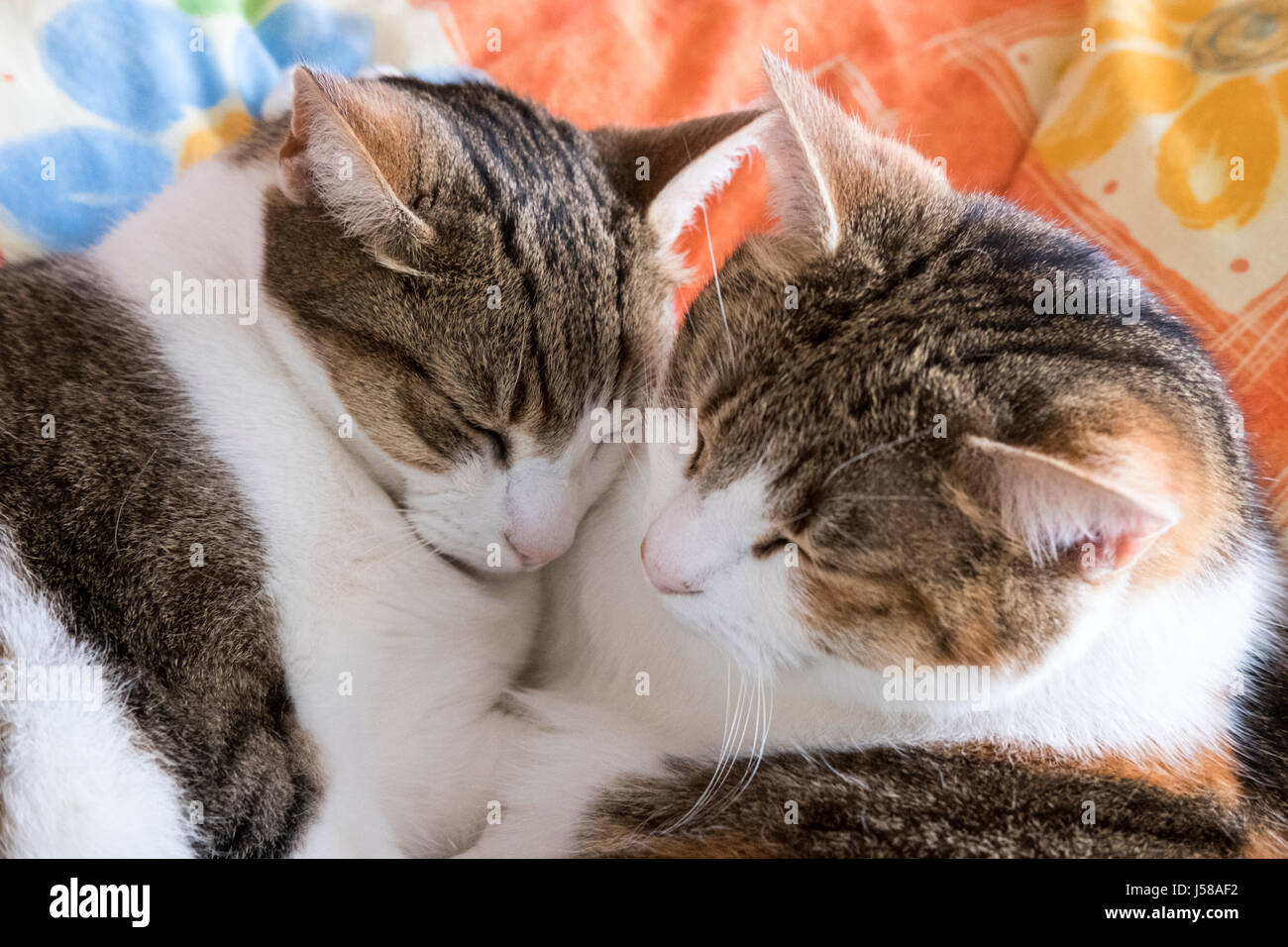 Two domestic tabby cats cuddling and  sleeping on a bed. Stock Photo